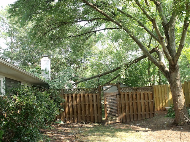 Broken Tree Limb